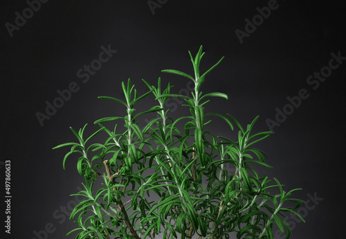 fresh green rosemary herb bush (Rosmarinus officinalis). Isolated black background.