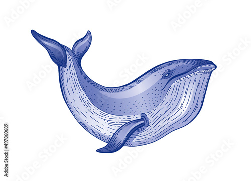 Whale watercolor sketch. Vintage vector illustration. Sea animal hand drawn line art. Blue whale engraved drawing. Ocean life water color design for realistic retro tattoo, print. Word oceans day icon
