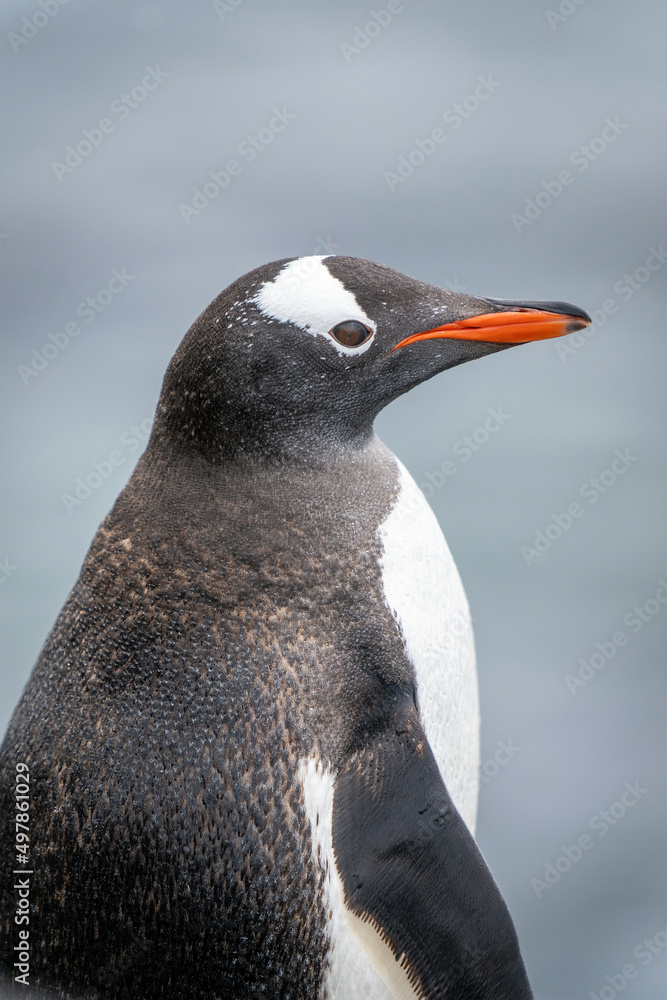 Naklejka premium Close-up of gentoo penguin standing facing right