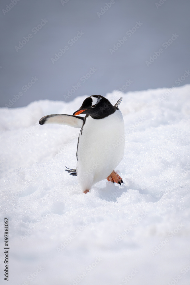 Obraz premium Gentoo penguin almost falls over in snow