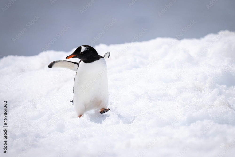 Fototapeta premium Gentoo penguin almost falling over in snow