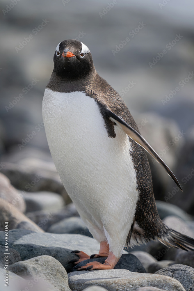 Fototapeta premium Close-up of gentoo penguin standing on shingle