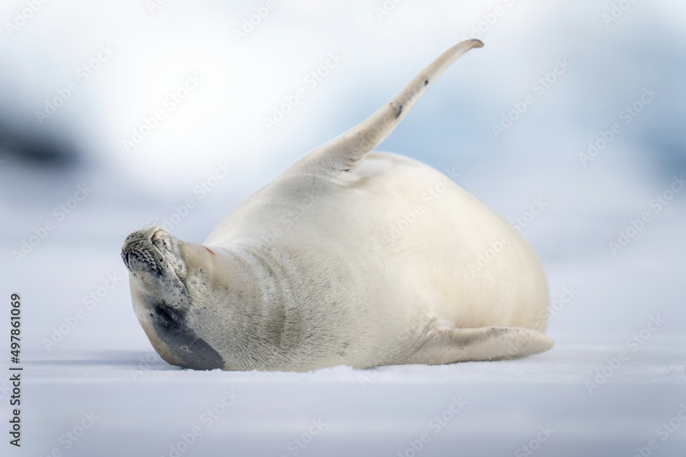 Obraz premium Crabeater seal lies on ice stretching flipper