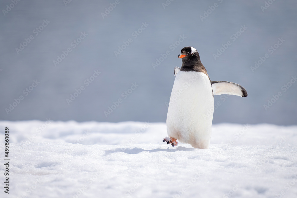 Obraz premium Gentoo penguin almost overbalances crossing sunlit snow