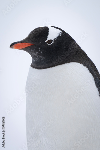Fényképezés Close-up of gentoo penguin standing on snowfield