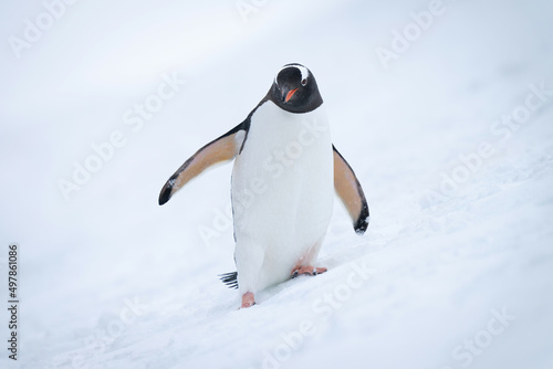 Gentoo penguin approaches camera on snowy slope