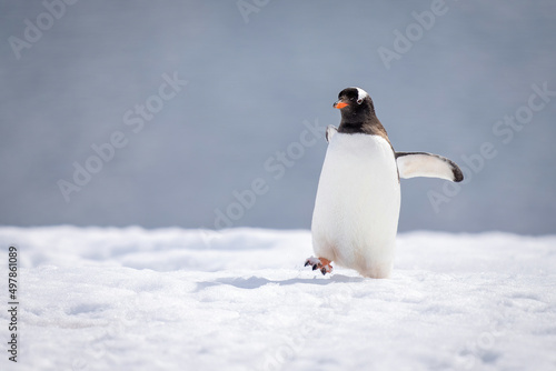 Gentoo penguin almost overbalances crossing sunlit snow