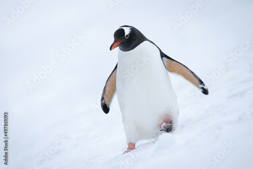 Gentoo penguin almost overbalances on snowy hillside