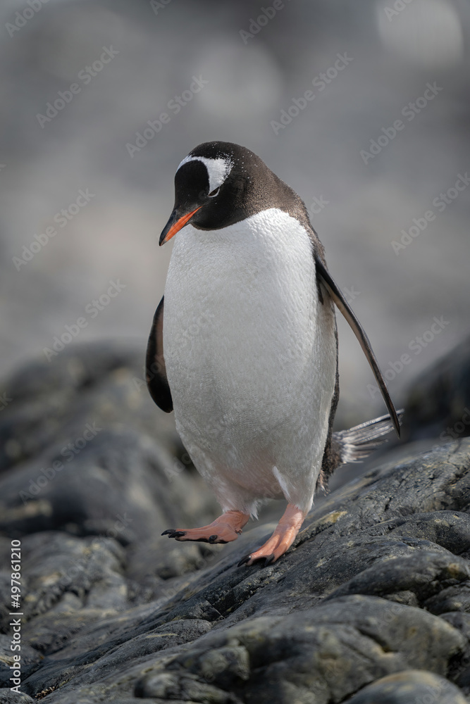 Fototapeta premium Gentoo penguin lifts foot walking down rock