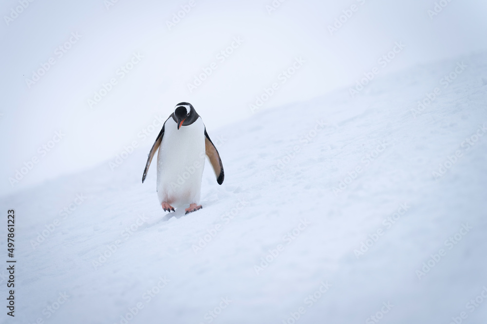 Obraz premium Gentoo penguin crosses snowy slope looking down