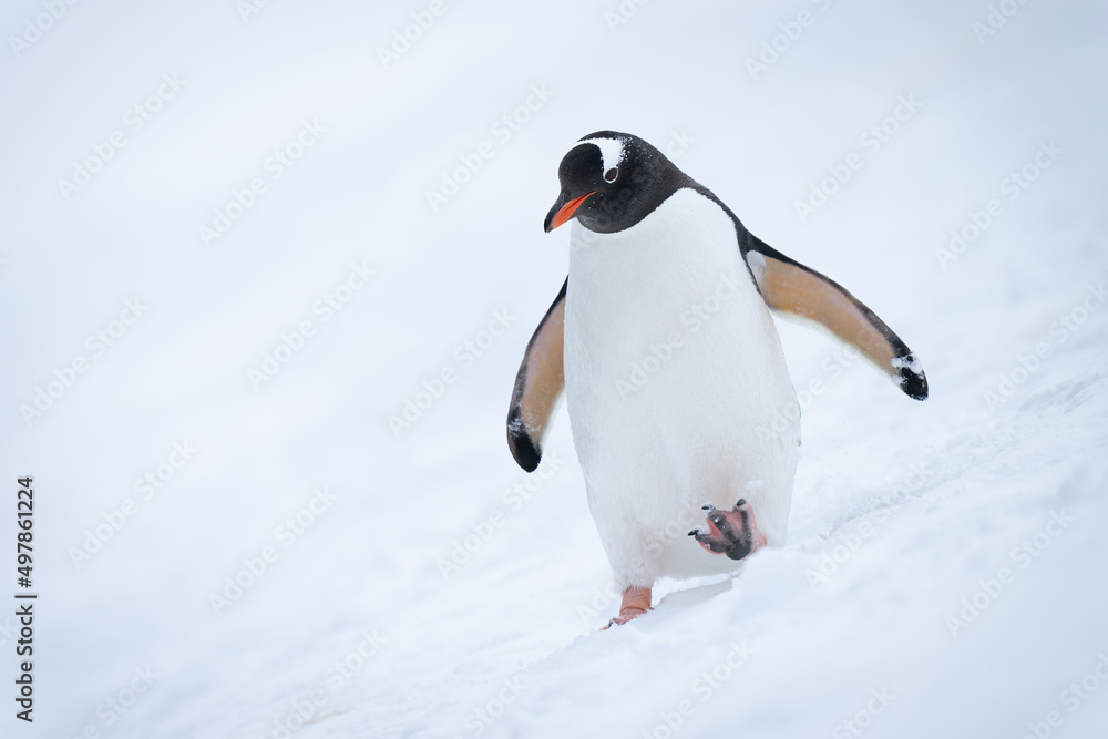 Fototapeta premium Gentoo penguin crosses snowy hillside lifting foot