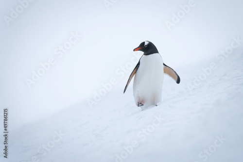 Gentoo penguin crosses snowy hill turning head