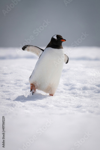 Gentoo penguin leans over waddling across snow