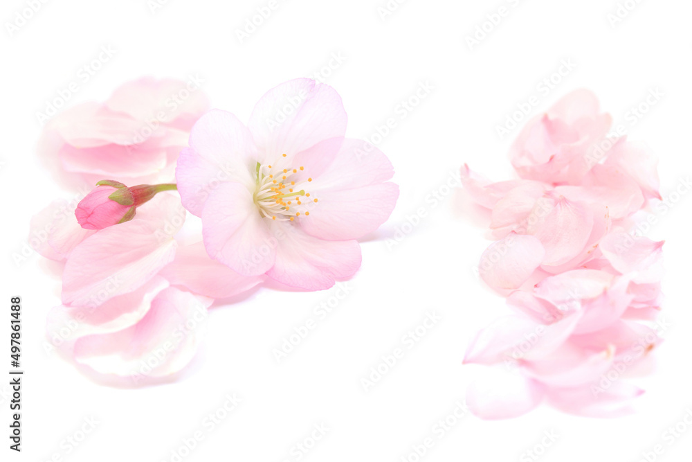桜 花びら 春 白 背景