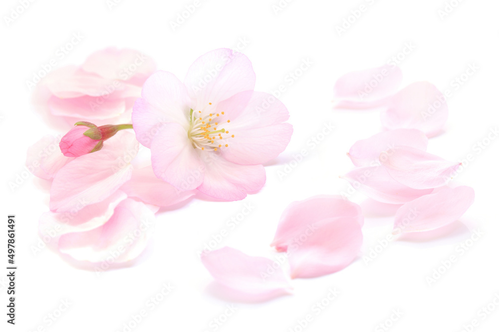 桜 花びら 春 白 背景 桜 花びら 春 白 背景