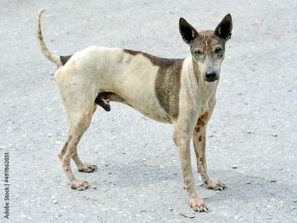 street dog street dog