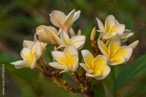 Closeup view of bright white and yellow plumeria or frangipani cluster of flowers in sunny outdoors tropical garden isolated on natural background