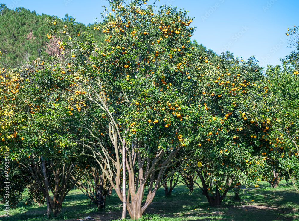 Naklejka premium Garden of ripe mandarin oranges waiting to be harvested in the spring morning in the highlands of Da Lat, Vietnam. Fruit gives many nutrients to provide positive energy for people