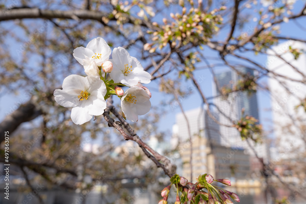 開花し始めた桜の花 開花し始めた桜の花