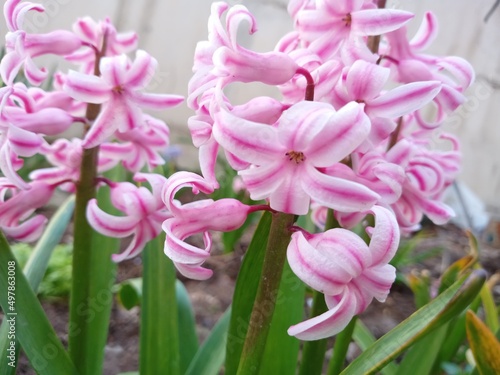 pink hyacinth flowers