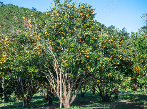 Garden of ripe mandarin oranges waiting to be harvested in the spring morning in the highlands of Da Lat, Vietnam. Fruit gives many nutrients to provide positive energy for people