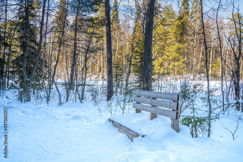 A Snow Covered Bench in a Forest