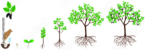 Принти на полотні Cycle of growth of mulberry plant on a white background.