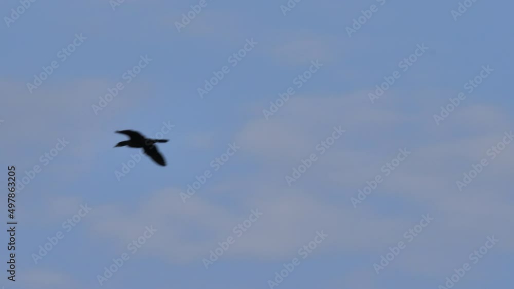 Great Black Cormorant flying against a clear blue sky. Black shag nest colony. Phalacrocorax Carbo in flight. Breeding plumage. Bird watching, wildlife, nature concept. Great Black Cormorant flying against a clear blue sky. Black shag nest colony. Phalacrocorax Carbo in flight. Breeding plumage. Bird watching, wildlife, nature concept.