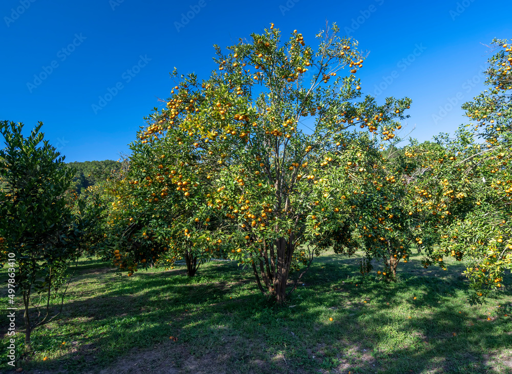 Garden of ripe mandarin oranges waiting to be harvested in the spring morning in the highlands of Da Lat, Vietnam. Fruit gives many nutrients to provide positive energy for people Garden of ripe mandarin oranges waiting to be harvested in the spring morning in the highlands of Da Lat, Vietnam. Fruit gives many nutrients to provide positive energy for people