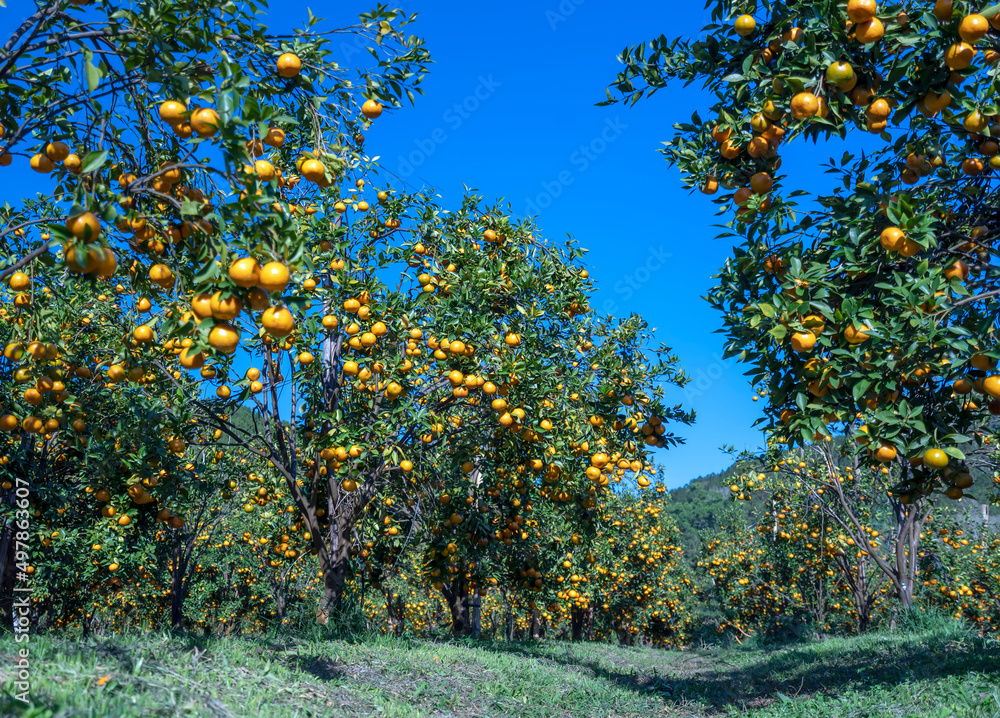 Naklejka premium Garden of ripe mandarin oranges waiting to be harvested in the spring morning in the highlands of Da Lat, Vietnam. Fruit gives many nutrients to provide positive energy for people