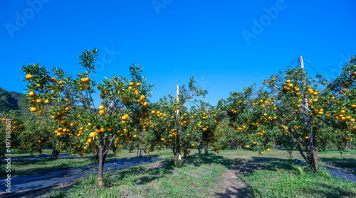 Fototapeta Naklejka Na Ścianę i Meble -  Garden of ripe mandarin oranges waiting to be harvested in the spring morning in the highlands of Da Lat, Vietnam. Fruit gives many nutrients to provide positive energy for people