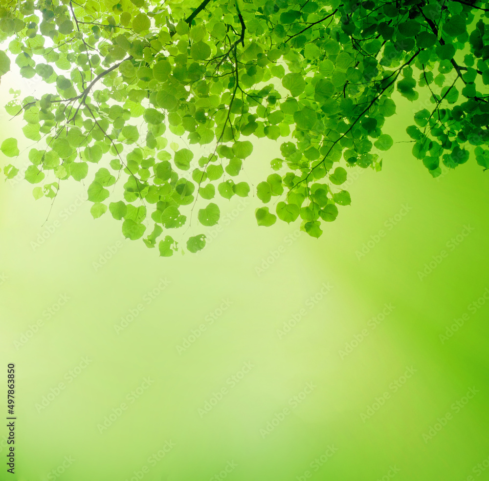 Green Leaves Border on green bokeh background Green Leaves Border on green bokeh background