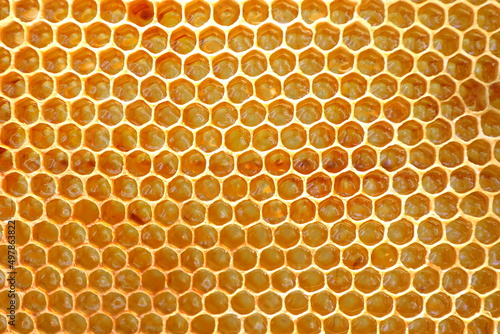 はちみつが貯められているミツバチの巣 Honeycomb where honey is stored 
