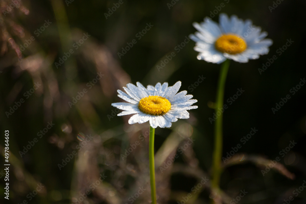 Two daisies in field. Natural background flowers. White petals. Two daisies in field. Natural background flowers. White petals.