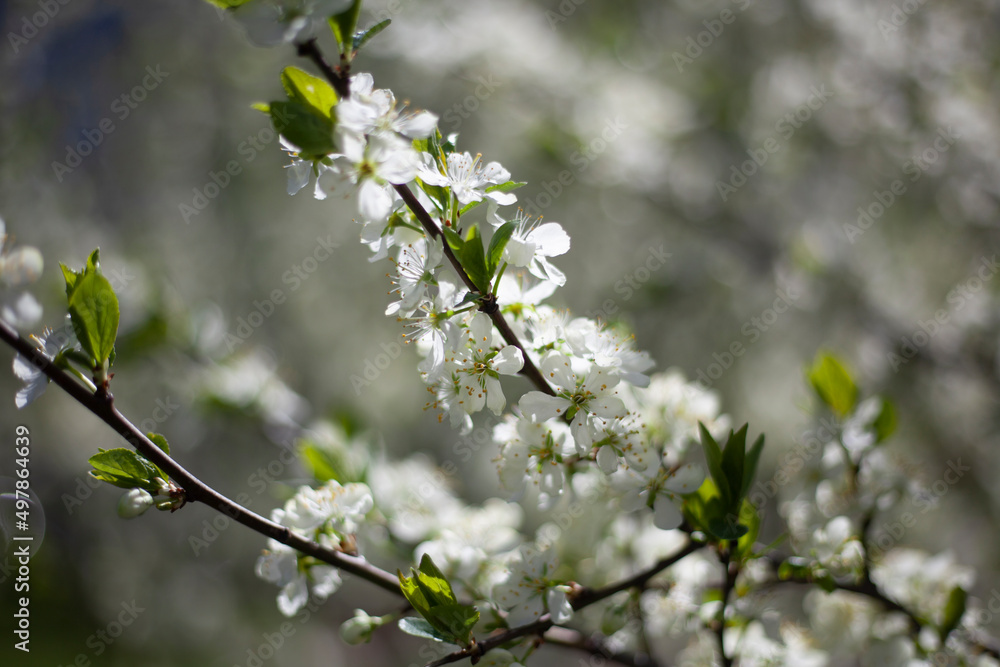 Blossoming of apple trees. White apple blossoms in spring. Branches of plant. Blossoming of apple trees. White apple blossoms in spring. Branches of plant.