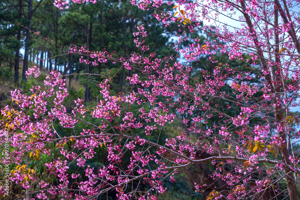 The cherry apricot branch blooms beautifully in the spring morning The cherry apricot branch blooms beautifully in the spring morning