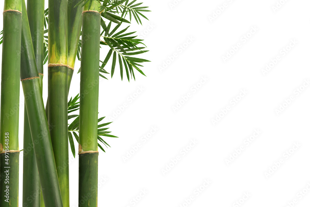 Obraz premium Bamboo trees isolated on white background with clipping path.
