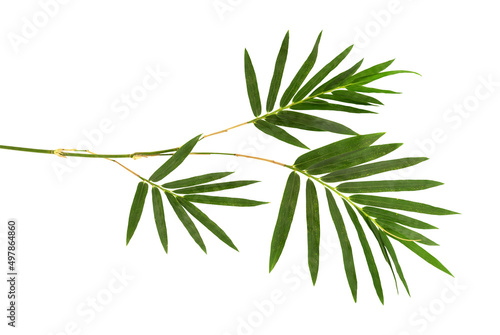 Bamboo branch green leaves isolated on white background with clipping path.