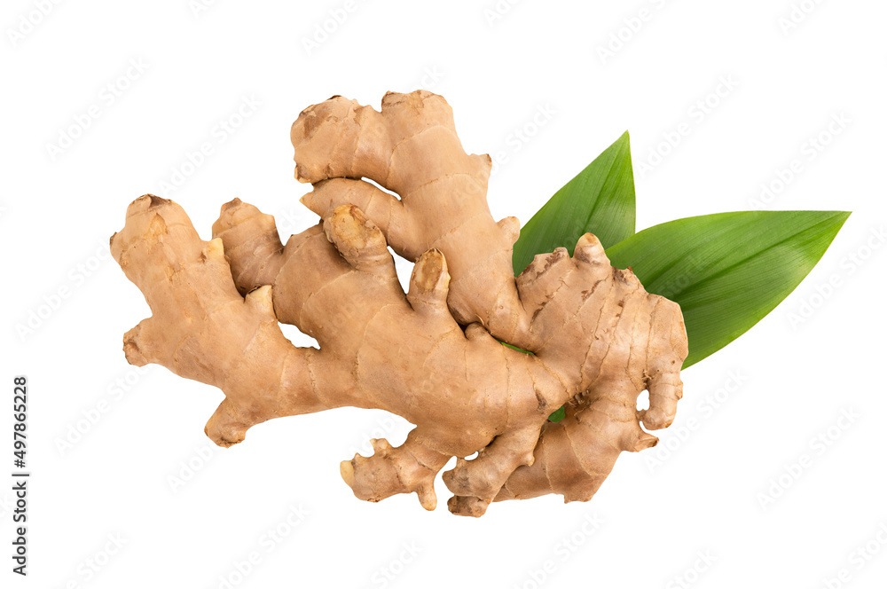 Fototapeta premium Ginger rhizome isolated on white background with clipping path.