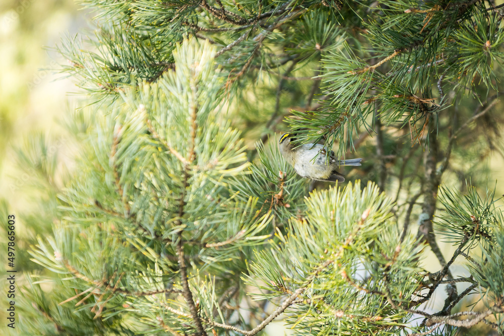 The goldcrest, Regulus regulus on pine The goldcrest, Regulus regulus on pine