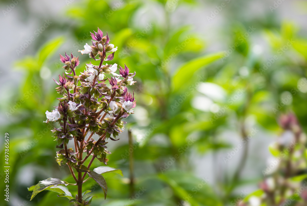 Sweet basil flowers on nature background. Sweet basil flowers on nature background.