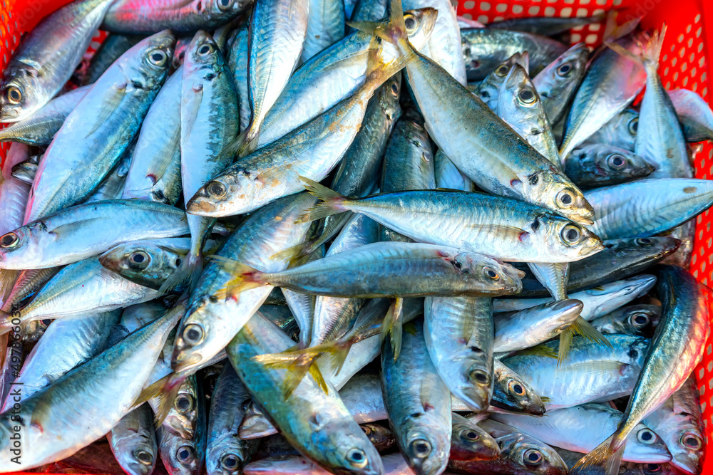 Fototapeta premium Freshly caught Scad fish for sale at a fresh seafood market in a central coastal fishing village in Vietnam
