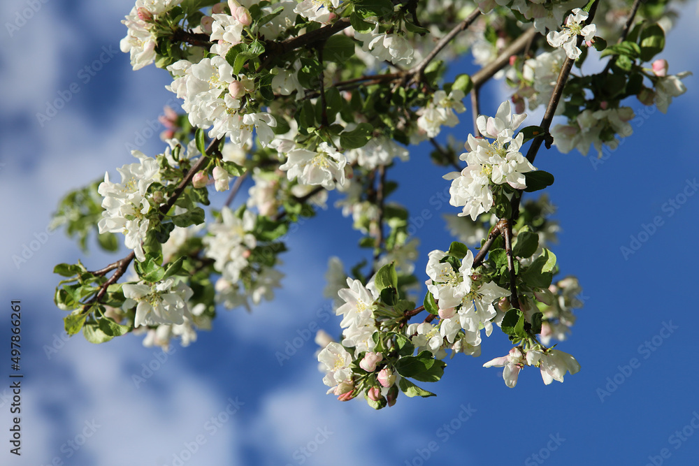Bokeh flower Background. Blooming apple tree in spring time. Spring background
