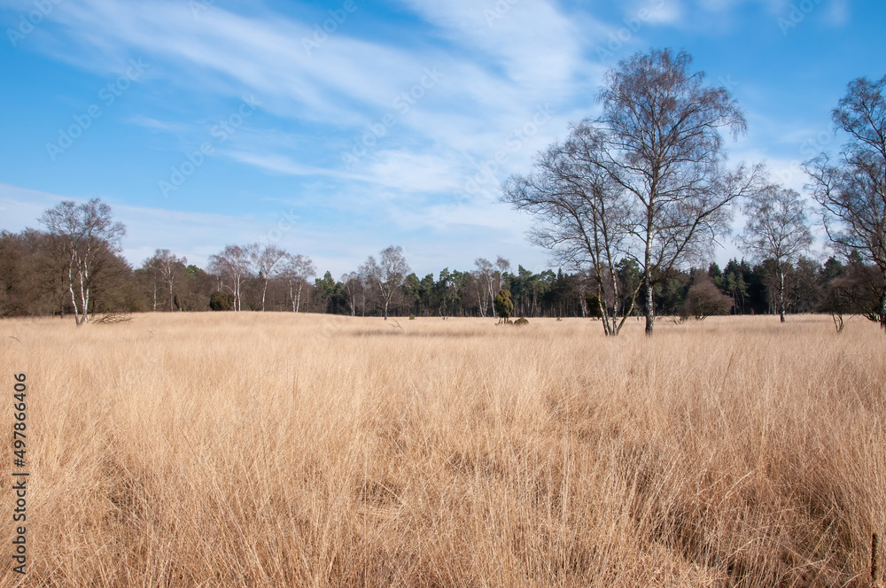 trees in the field