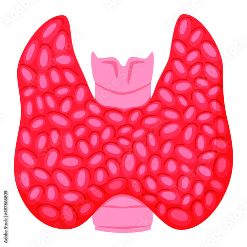 Thyroid. Anatomy organs human body. Vector illustration