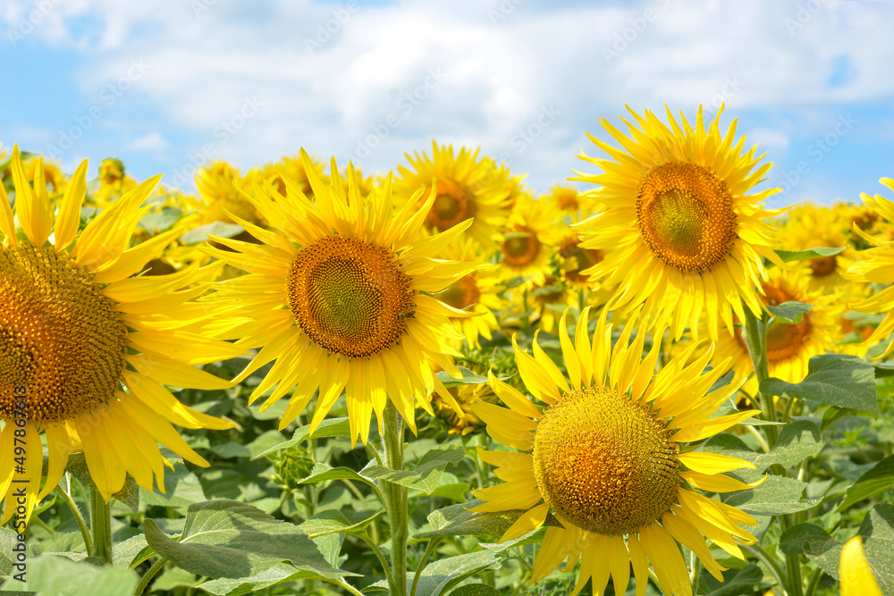 Sunflower fields and blue sky on a summer sunny day