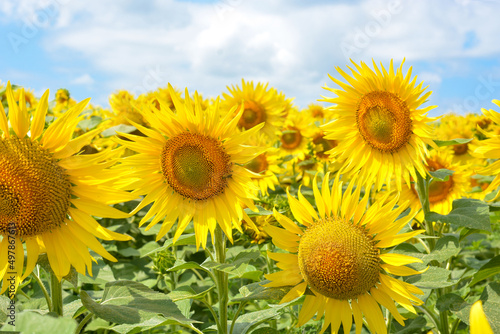 Sunflower fields and blue sky on a summer sunny day