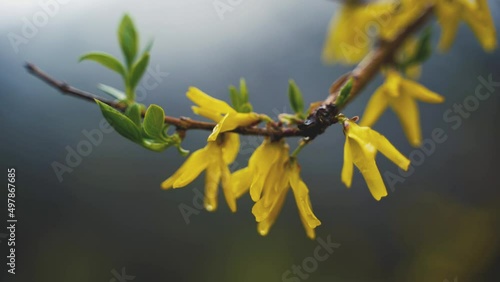 Fleurs jaunes sous la pluie