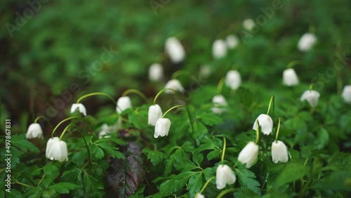 Perce-neige sous la pluie