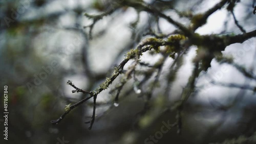 Gouttes sur une branche morte